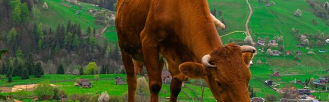 Ukraina piimatootmine võib ületada sõjaeelse taseme