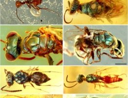 Krüptodetektiivi märkmetest:  „Aega ei ole ja mõtted on monaadid.“