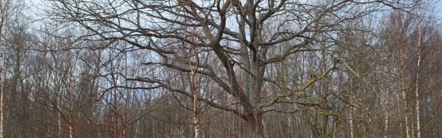 KOMMENTAARIDETA: Tammede park 5. märtsil 2024