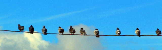 Huumor. Taavi Aas keelas lendamise seitsmel linnuliigil