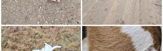 Pärnumaal murdsid hundid kassi ja vigastasid koera