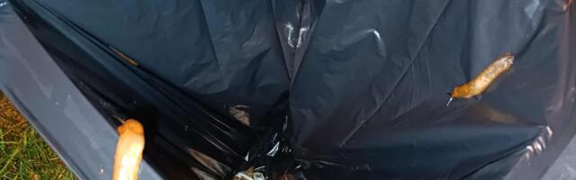 Ragn-Sells: Lusitaania teod tuleb põletada, mitte kompostida