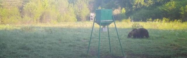 TREHVATI KARU | Karu üllatas jahimehi ja murdis noore põdra