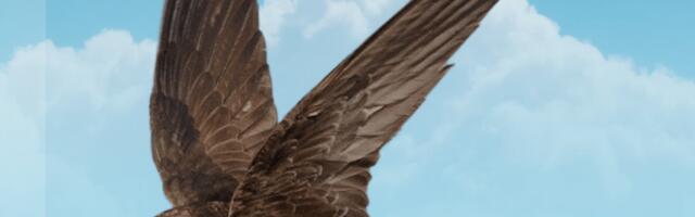 AASTA LIND 2026 | Piiritaja arvukus aina langeb