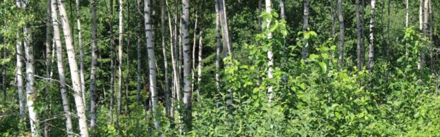 Soome puidutööstused hoiavad kodumaised hinnad madalana