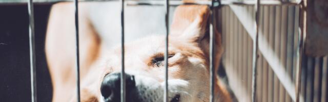 Mis toimub loomade varjupaigas tegelikult?