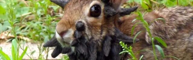 FOTOD | Colorados levivad „Frankensteini küülikud“, kelle peas kasvavad kombitsaid meenutavad moodustised