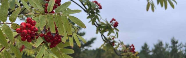 ILMATEADE | Ilm on vihmane ja sügiseselt jahe