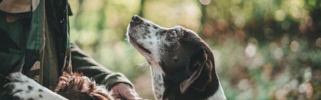 Jahimehed saavad õiguse treenida jahikoeri elusate metssigadega