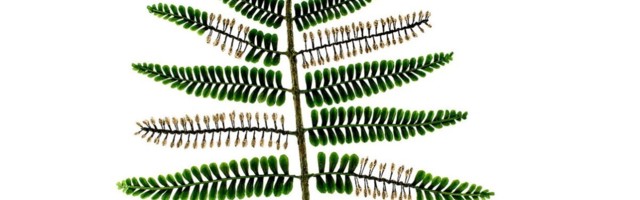 385 miljoni aasta vanused leiud annavad aimu, millised olid esimesed metsad meie planeedil