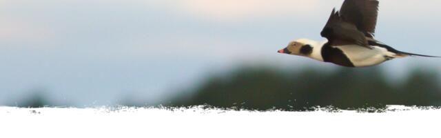 Joonistusvõistlusele oodatakse pilte aasta linnust aulist