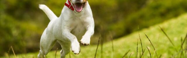 Näitusel „Veterinaarmeditsiin 175″ saab avastada loomaarstiteaduse põnevaid tahke