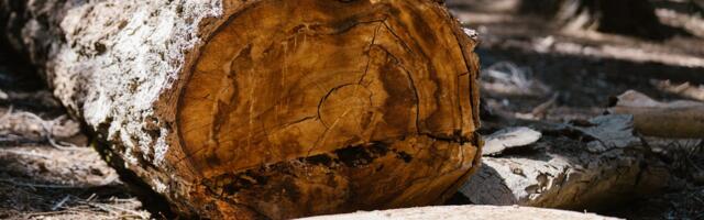 Võhmas toimus tänavaäärsete puude raie