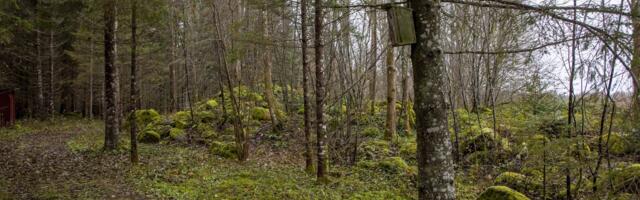 Liina Helstein: kes on homme minu metsa omanik? Riik ei tohi tegutseda inimeste seljataga