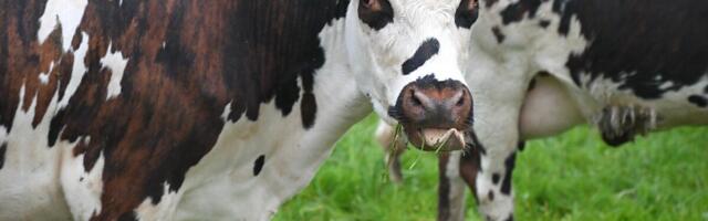 Valgevene püüdleb piimatoodangu rekordi poole