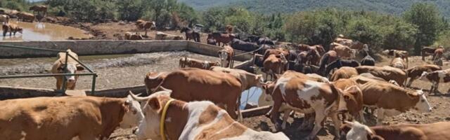 Stigle cisterne sa vodom za više od hiljadu krava i konja na Suvoj planini: Prvu pomoć poslao Niš