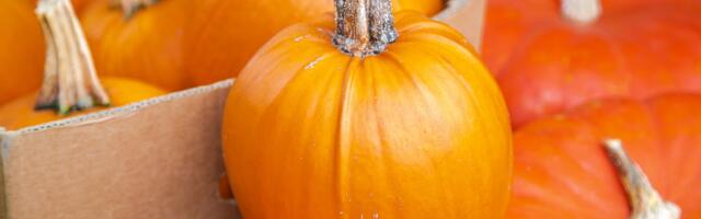 Lasnamäe Linnaosa Valitsus kutsub kauplema sügisandidega