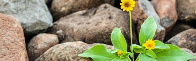 Startup wisdom: Why resilience is the most underrated metric in startup success