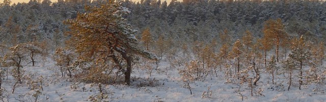 Inimvaatlused  – Restoranist rappa ja tagasi