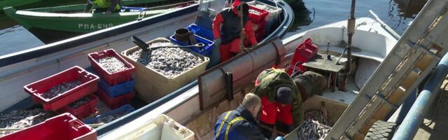 Reporter: Üle-eestilisel kalasadamate päeval pakkus kala 24 sadamat