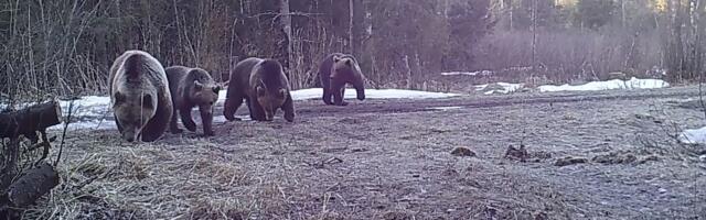 Järvamaal tohib küttida üle kümne karu