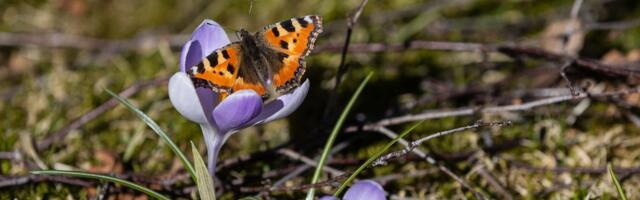 ILMAPROGNOOS | Suvi läheneb: temperatuur tõuseb peagi +20 kraadini