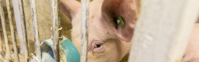 Raplamaal tuvastati sigade Aafrika katk pea 4000 seaga farmis