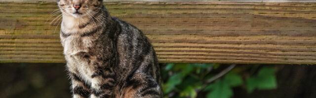 Kasside müstilised võimed: teadus kinnitab üllatavaid fakte, mida inimesed on ammu uskunud