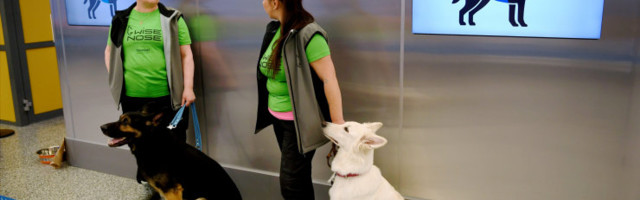 Soome valitsus loobub koertest kui koroonadetektiividest. Tolliamet on nördinud