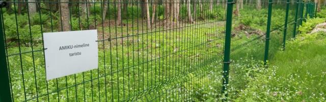 LUGEJA FOTO: pikalt teisaldamist ootav Tammelaane aed sai nime