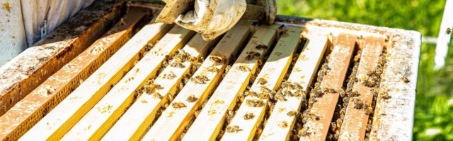 PRIA alustab täna mesilaspere toetuse väljamakseid