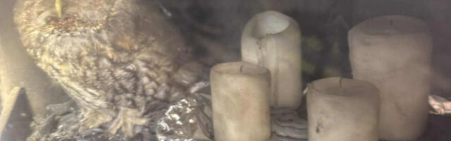 Tartumaal tuli lind korstna kaudu sisse ja jäi kaminasse kinni