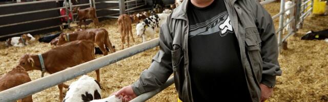 Suurfarmer meiereid rajama ei hakka: mul on vaja raha, mitte lisatööd!