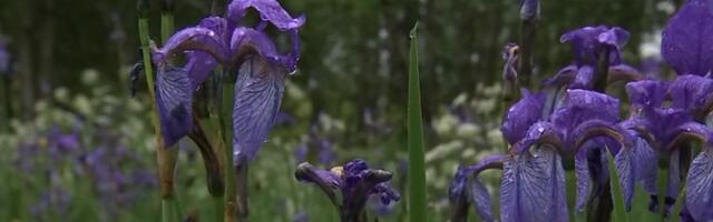 Kalli järves asuv soosaar on mattunud õitsvate siberi võhumõõkade alla