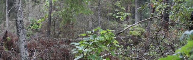 Algab metsameetme toetuse taotlemine