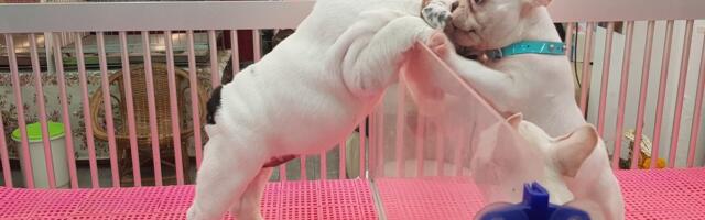 TURUKOMMENTAAR | Elamusterohke turg ootab Bangkoki külastajat igal juhul