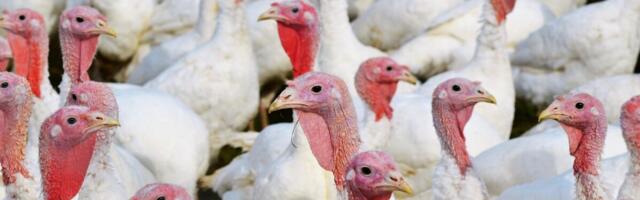 Leedu suurima kalkunikasvataja farmides tuvastati kaks linnugripi kollet – ametkond alustas ulatuslikku uurimist