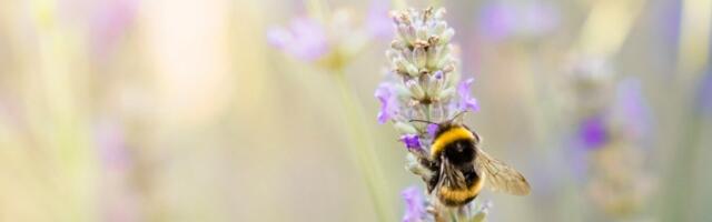 Uus teaduskogumik toob värskeimad teadmised mahepõllumajanduse praktikasse