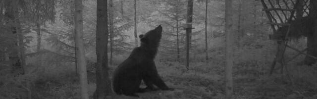 "Karu - aasta loom 2022" rajakaamera fotokonkurssi võitjad selgunud!