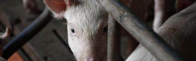 PTA kehtestas Eesti suurima seafarmi ümbruses viibimiskeelu