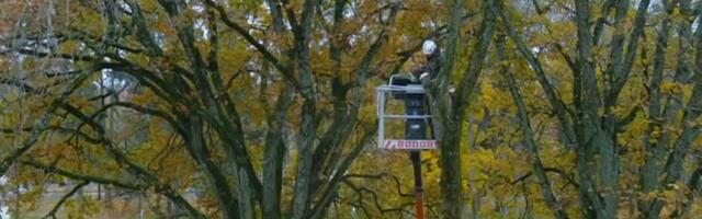 Pärnu Vallikääru pargist puude langetamine tekitas linlastes vastakaid arvamusi