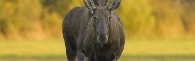 FOTOD I Loodusfotograafid toovad aasta looma inimeste ette