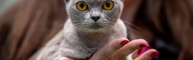 Luuakse ühtne lemmikloomaregister ning koerte, kasside ja valgetuhkrute kiibistamine laieneb üleriigiliseks