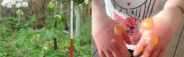 Intervjuu taimeteadlasega: meil ei ole palju mürgiseid loomi, aga taimi küll...