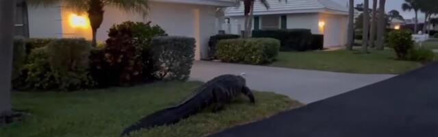 Reporter: Jõhker elukas! «Dinosaurus» lonkis majade eest läbi ja järve suplema