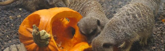 Tallinna loomaaed korraldab taas kõrvitsakampaaniat