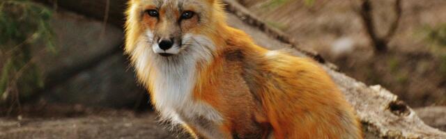 Tori vallas toimuvad koolitused metsloomadest