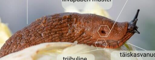 Aiajäätmete koht ei ole metsa all. Ka Vormsil mitte!