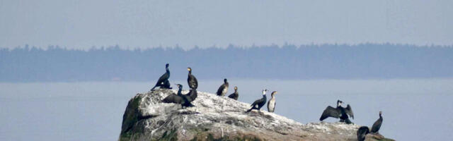 KORMORANI AASTA SAAB PUNKTI SUUREL LINNUÕHTUL