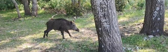 USKUMATU! Maalehe piknikule saabus metssiga